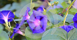 Ipomoea indica, purple ipomoea flowers background. A close-up of blue and pink ipomoea indica, a perennial vine known as a blue