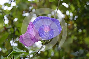Morning glory or  ipomoea indica purple /violet flowers with green leaves and water rain drops. Bokeh effect photo