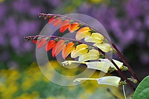 Ipomoea lobata photo