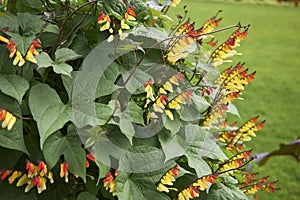 Ipomoea lobata vine