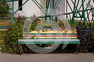 Ipomoea or morning glory flower entwining multicolored wooden bench