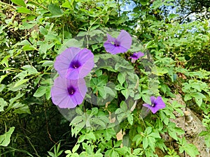 Ipomoea nil on a green vine in a vegetable garden