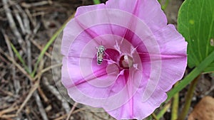 Ipomoea pes-caprae on the beach