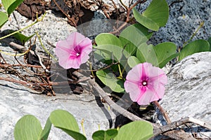The Ipomoea pes-caprae are blooming on the rock