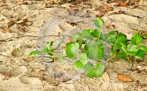 Ipomoea pes-caprae