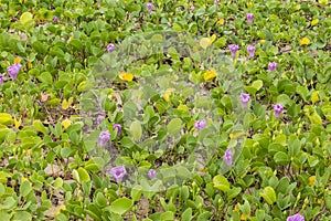 Ipomoea pes-caprae plant on the beach