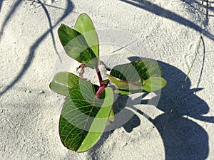 Rostlina rostoucí v písek duny 