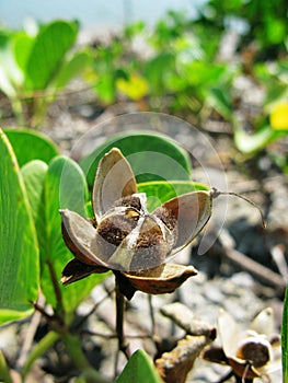 Ipomoea pes-caprae's seed photo