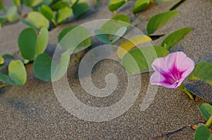 The Ipomoea pes-caprae in sand photo