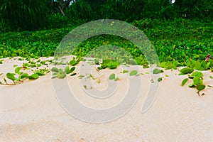 Ipomoea pes-caprae on sandy beach photo