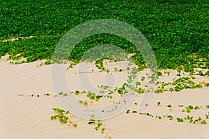 Ipomoea pes-caprae on sandy beach photo