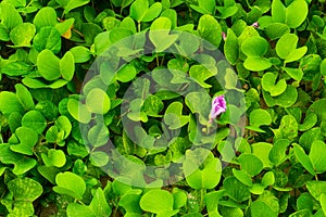 Ipomoea pes-caprae on sandy beach photo