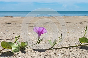 Ipomoea pes-caprae Sweet or Beach Morning Glory