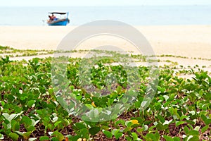 Ipomoea pes-caprae sweet on a beach photo