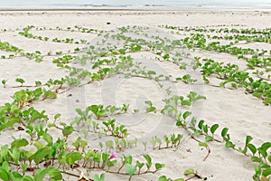 Ipomoea pes-caprae Sweet.