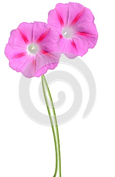 Ipomoea pink flowers photo