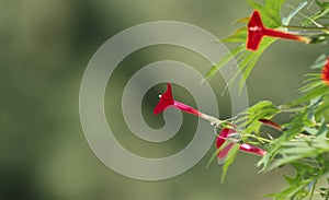 Ipomoea plant kvamoklit red