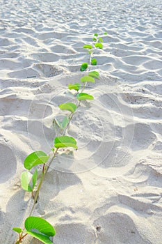 Ipomoea plant on sand beach background