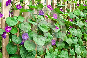 Ipomoea purpurea