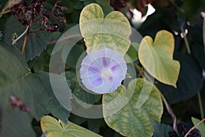 Ipomoea purpurea \'Caprice\' blooms in October. Berlin, Germany photo