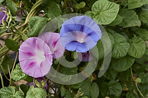 Ipomoea purpurea climber in bloom