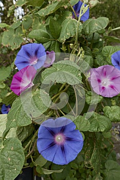 Ipomoea purpurea climber in bloom