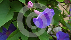 Ipomoea purpurea, flower Morning Glory close up with green leaves. Beach moonflower.