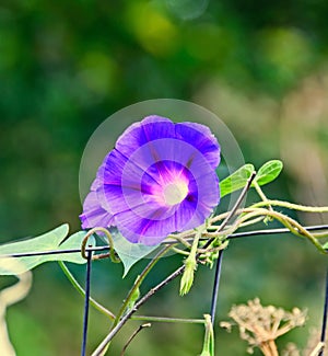 Ipomoea purpurea mauve blue flower, the purple, tall