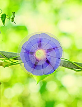 Ipomoea purpurea mauve blue flower, the purple, tall