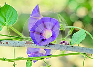 Ipomoea purpurea mauve blue flower, the purple, tall