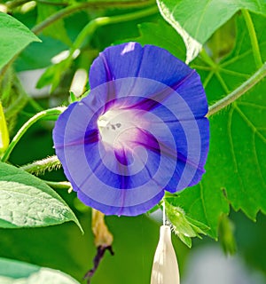 Ipomoea purpurea mauve, pink flower, the purple, tall, or common morning glory, close up.