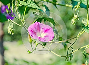 Ipomoea purpurea mauve, pink flower