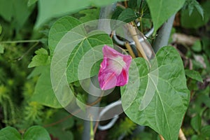 Ipomoea purpurea pink blooms in September. Berlin, Germany