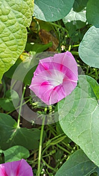 Ipomoea purpurea pink flower, the purple, tall, or common morning glory, close up.