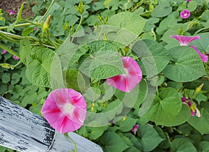 Ipomoea purpurea pink flower, the purple, tall, or common morning glory, close up.