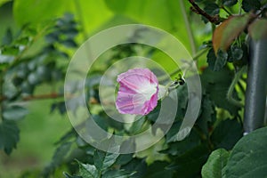 Ipomoea purpurea \'Tickle Me Pink\' blooms in autumn. Berlin, Germany