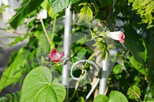 Ipomoea purpurea \'Tickle Me Pink\' blooms in autumn. Berlin, Germany