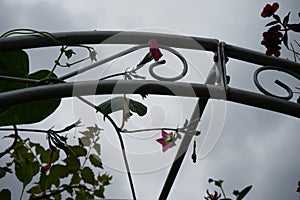 Ipomoea purpurea \'Tickle Me Pink\' blooms in autumn. Berlin, Germany