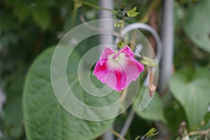 Ipomoea purpurea \'Tickle Me Pink\' blooms in autumn. Berlin, Germany