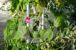 Ipomoea purpurea \'Tickle Me Pink\' blooms in October. Berlin, Germany