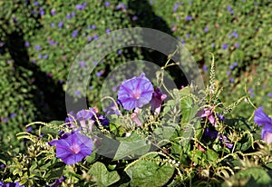 Ipomoea purpurea vine with purple flowers photo