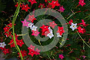 Ipomoea quamoclit Cypress vine. Tropical plant in the form of a star white, scarlet and pink photo