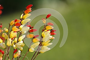 Ipomoea Species, Morning Glory, Spanish Flag, Firecracker Vine,