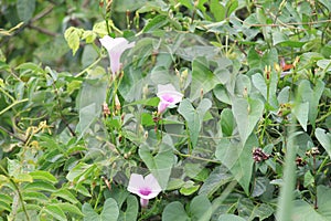 Ipomoea tiliacea wild flowers in Parque Municipal da Catacumba