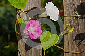 Ipomoea tricolor photo