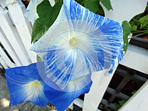Ipomoea tricolor 'Flying Saucers'