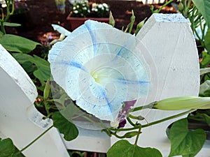 Ipomoea tricolor 'Flying Saucers'