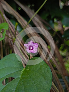 Ipomoea triloba flower