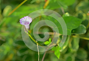 Ipomoea triloba flower