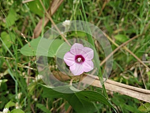 Ipomoea triloba flower